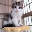美にゃんな男の子♡レミオくん