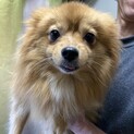 繁殖引退犬