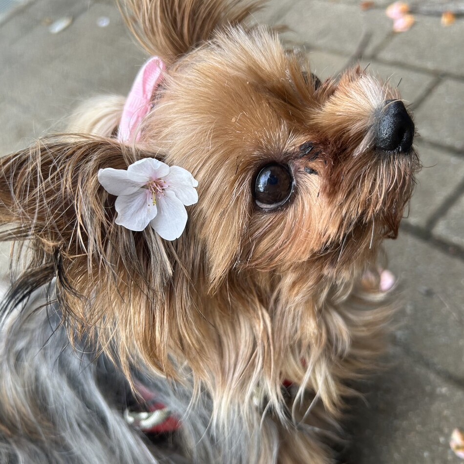 ユリアのカバー写真