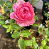 緑茶が好き さん