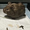 【生後2ヶ月】イングリッシュモルモットの男の子 サムネイル2