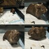 【生後2ヶ月】イングリッシュモルモットの男の子 サムネイル3