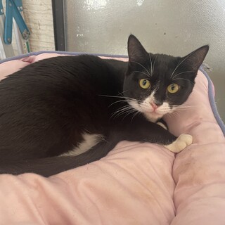 靴下を履いた女の子『ちびちゃみ』♀