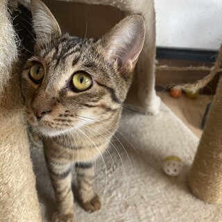 タヌキしっぽが特徴的なキジ猫の女の子『よつば』♀