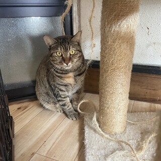 怖がりさんのお母さん猫『クローバー』♀