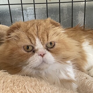 スコティッシュフォールドの男の子『スー』さん♂