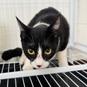 【助けて！】山で暮らす野良猫さんの里親を探してます