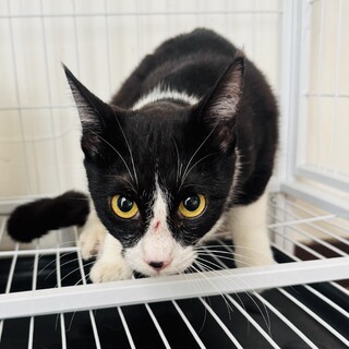 【助けて！】山で暮らす野良猫さんの里親を探してます