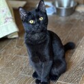 金色の目の真っ黒い，マックちゃん