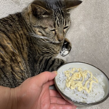 療法食に不満そうなので勧めたしらすマヨ飯…ボクには無理(~_~;)だよねー(^^)