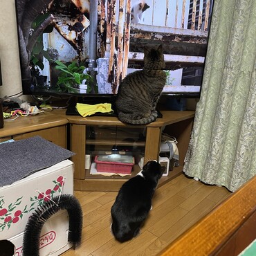 旅猫ロマン傑作選に釘づけ( ^ω^ )