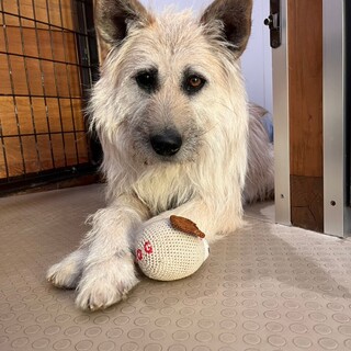 食べる事が大好きな【フーバー】君