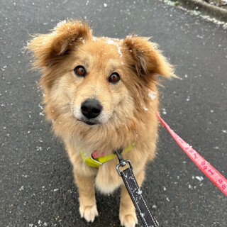 もふもふで可愛い【みそか】ちゃん