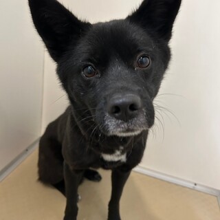 お散歩上手な【チートイ】ちゃん