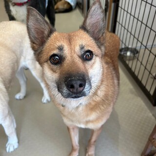 おやつが大好きな【ラーデ】ちゃん