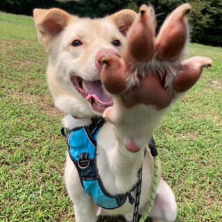 甘えん坊な【カスカベル】君