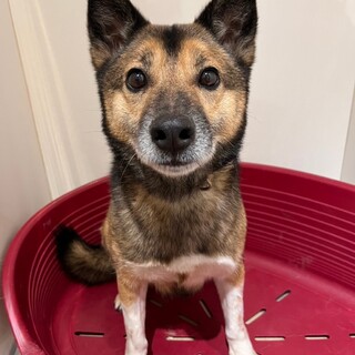 ナデナデが大好きな【パティック】くん