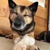 ナデナデが大好きな【パティック】くん サムネイル3