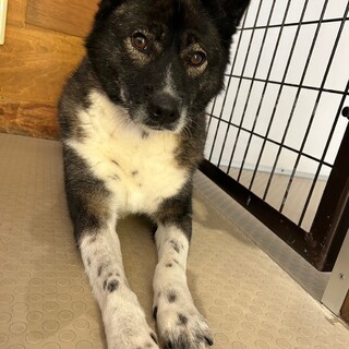 おっとりしている【マウンテン】くん