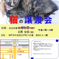 猫の譲渡会 in 神戸三宮 ¨ 猫のミーナ ¨