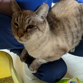 被災地猫、ブルーアイのオケル君