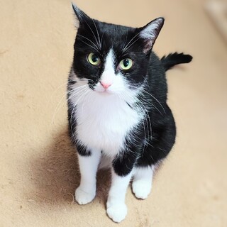 【2/16月島】先住さんのお友達に★ハチワレ美猫