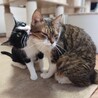 【2/16月島】先住さんのお友達に★ハチワレ美猫 サムネイル2