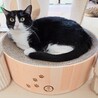 【2/16月島】先住さんのお友達に★ハチワレ美猫 サムネイル3