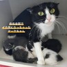 【2/16月島】先住さんのお友達に★ハチワレ美猫 サムネイル6