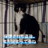 【2/16月島】先住さんのお友達に★ハチワレ美猫 サムネイル7