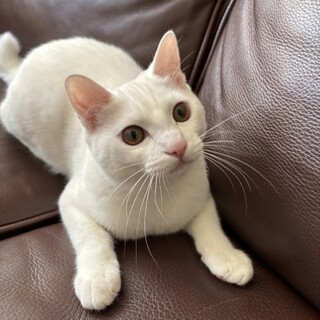 【2/16月島】親子愛に癒される白猫子＆黒白ママ