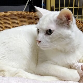 【2/16月島】シニア歓迎★一緒のお布団で寝たいよ