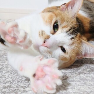 木箱の中の猫たち　ミコさん(仮)