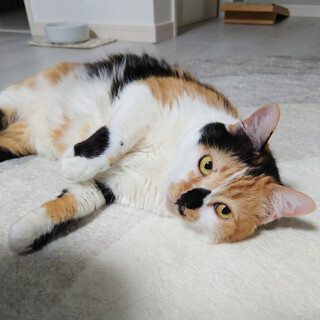 木箱の中の猫たち　マチさん(仮)