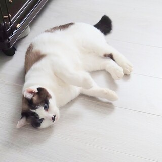 青いおめめのリノちゃん(仮)