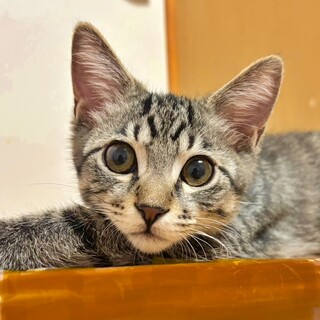 人懐っこくて穏やかなキジトラの子猫『シフォンくん』