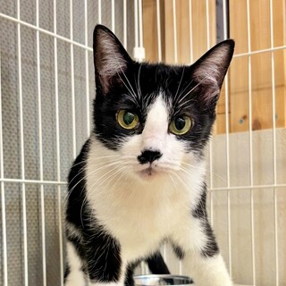 好奇心旺盛でナデナデ好きな黒白猫♡『なぎこちゃん』