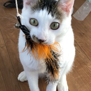 元気いっぱい勘三郎