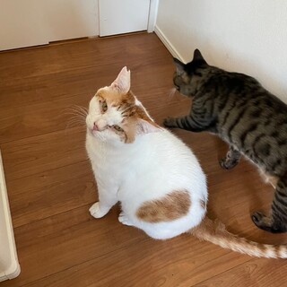 マイペースなぶーちゃん