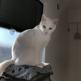 ハンデあり　美人なオッドアイ