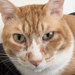 寝起きも動じない茶白猫♂おじ3～4歳