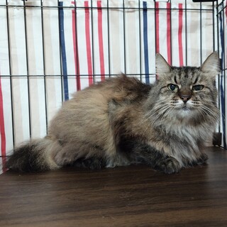 【2/16月島】1匹飼育希望の長毛ツンデレ女子