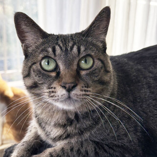 ぽっちゃりキジトラ♀でびい約５歳