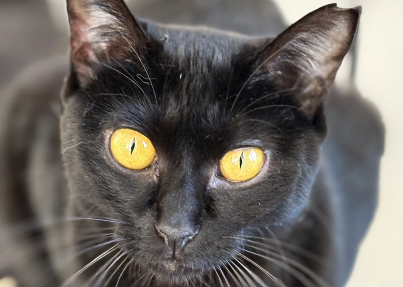 キレイな黄色い目の黒猫♀みた約２歳 サムネイル1