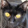 キレイな黄色い目の黒猫♀みた約２歳 サムネイル1