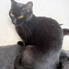 キレイな黄色い目の黒猫♀みた約２歳 サムネイル2
