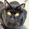 キレイな黄色い目の黒猫♀みた約２歳 サムネイル3