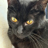 キレイな黄色い目の黒猫♀みた約２歳 サムネイル4