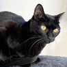 キレイな黄色い目の黒猫♀みた約２歳 サムネイル5