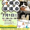 キレイな黄色い目の黒猫♀みた約２歳 サムネイル6